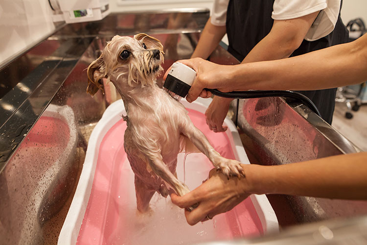 炭酸泉マイクロバブルシャワー｜Oliilio オリイーリオ 大切な愛犬ととっておきの時間をすごせる DOGカフェ&ダイニング